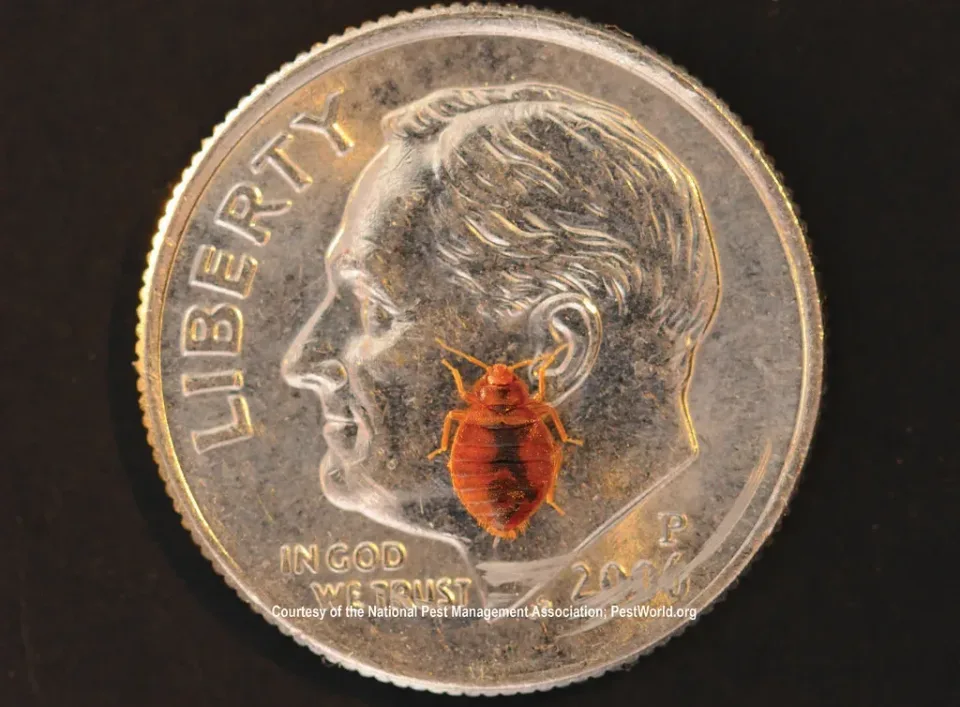 Bed Bug — Pest Control
