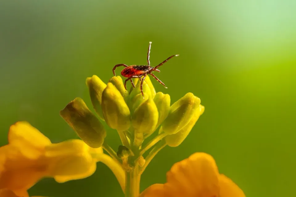 Castor Bean Tick — Pest Control Castor Bean Tick — Pest Control