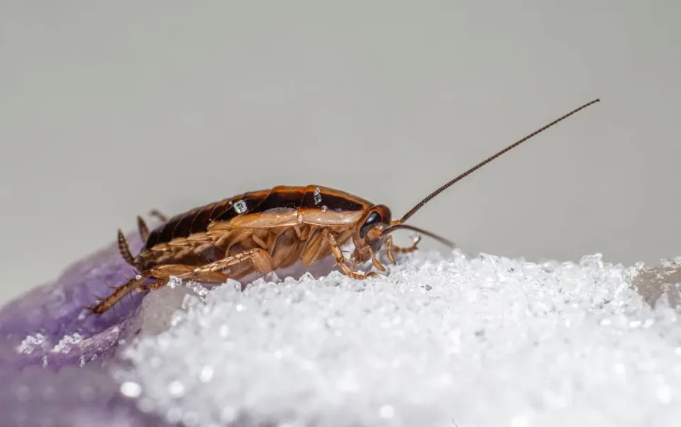 German Cockroach — Pest Control
